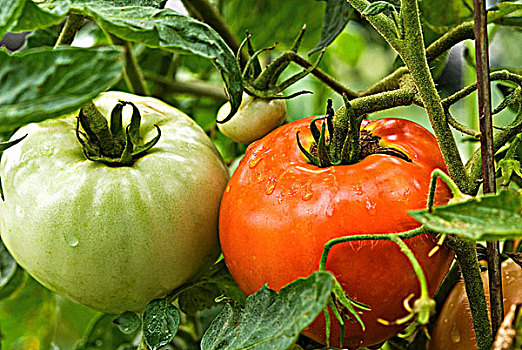 成熟,不熟,西红柿,植物