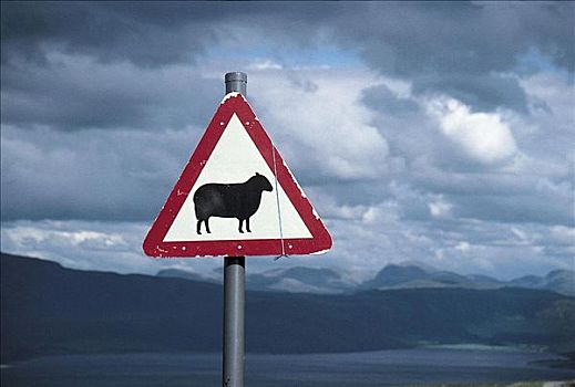 交通标志,小心,绵羊,苏格兰高地,苏格兰,英国,欧洲,牲畜,农事