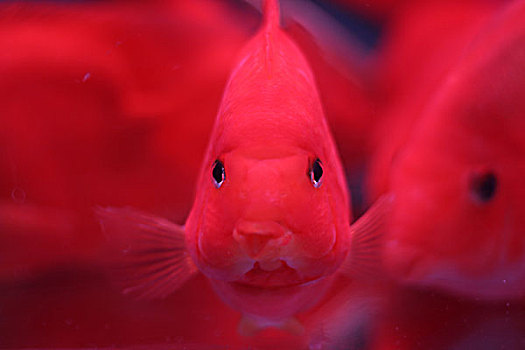红鹦鹉鱼