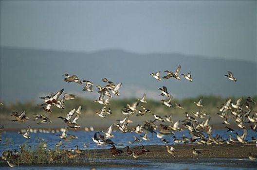 北方,尖尾鸭,针尾鸭,琵嘴鸭,水鸭,鸭属,飞起,锡纳罗亚州,湿地,加利福尼亚湾,墨西哥