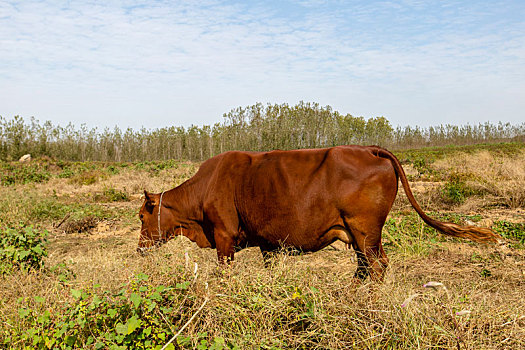 正在农家田地吃草的老黄牛