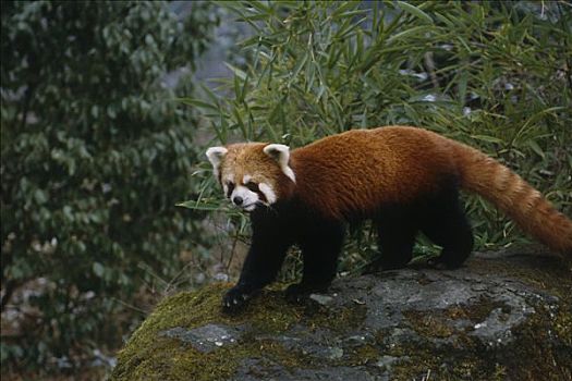 小猫熊,卧龙,熊猫,保存,四川,中国