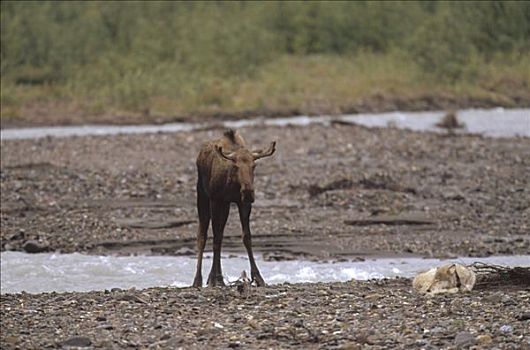 大灰狼,狼,休息,等待,受伤,驼鹿,美洲驼鹿,德纳利国家公园和自然保护区,阿拉斯加