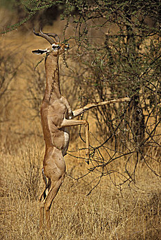肯尼亚,萨布鲁国家公园,雄性,非洲瞪羚,后腿,伸展,柔弱,刺槐,叶子