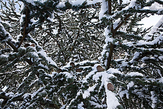 树,雪中