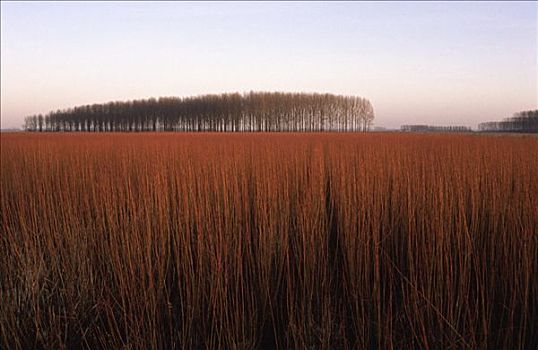 柳树,地点,冬天,荷兰