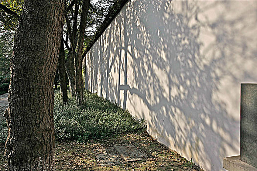 投在白墙上的树影