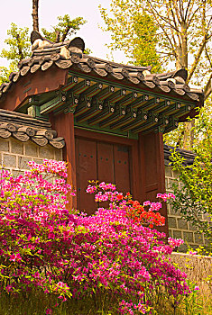 粉色,红色,杜鹃花,传统,墙壁,大门,德寿宫,复杂,首尔,韩国