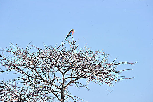 纳米比亚,埃托沙国家公园,队列,尾巴