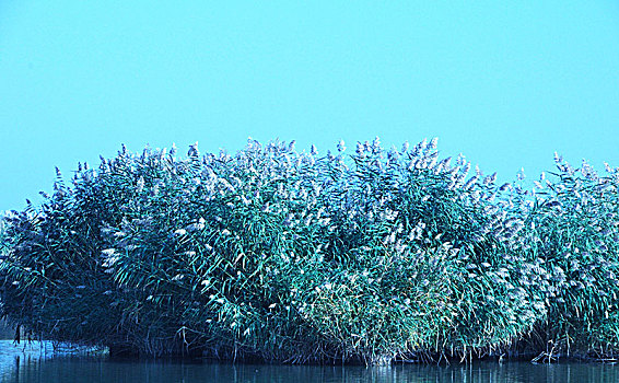 沙湖,湖,芦苇