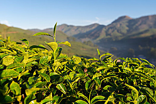 茶,植物,茶园,喀拉拉,西高止山,印度,亚洲