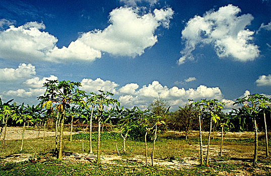 木瓜,树,孟加拉