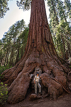 女人,站立,脚,红杉,美洲杉,巨杉,小树林,优胜美地国家公园,加利福尼亚,美国,北美