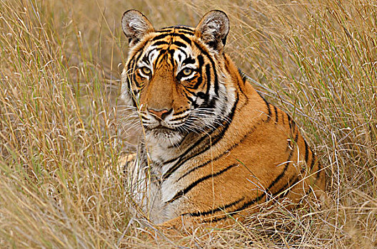 虎,干燥,草,拉贾斯坦邦,印度,亚洲