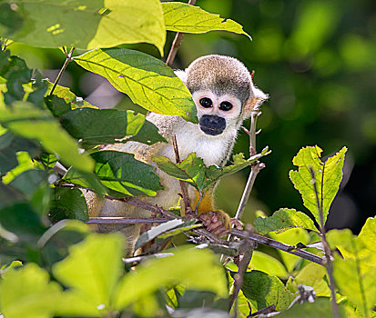 松鼠猴,雨林,树荫,国家级保护区,河,亚马逊河,区域,秘鲁,南美