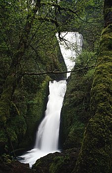 瀑布,树林,婚纱瀑,哥伦比亚河峡谷国家风景区,俄勒冈,美国