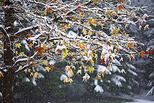 俄勒冈,美国,雪,叶子,银色瀑布州立公园