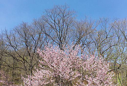 樱花,北海道,日本