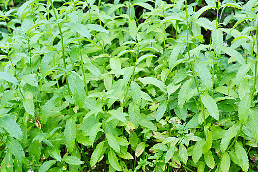 椒薄荷,植物