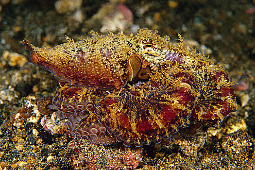 章鱼,保护色,礁石,印度尼西亚