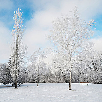 曼尼托巴,加拿大,雪,遮盖,树,公园长椅,冬天