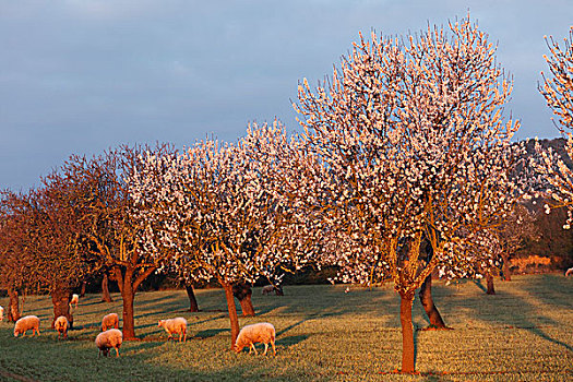 杏花,盛开,杏树,扁桃,绵羊,晨光,马略卡岛,巴利阿里群岛,西班牙,欧洲