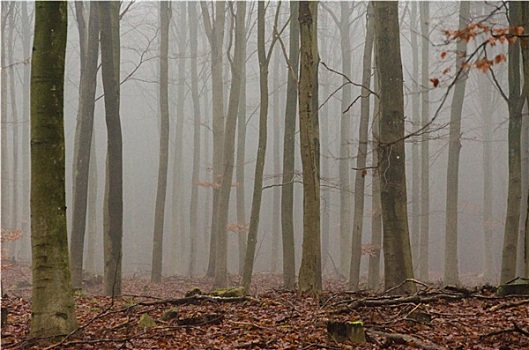 雾,冬天,树林