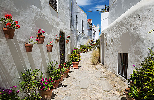 小巷,花盆,刷白,房子,山顶,城镇,卡迪兹,安达卢西亚,西班牙,欧洲