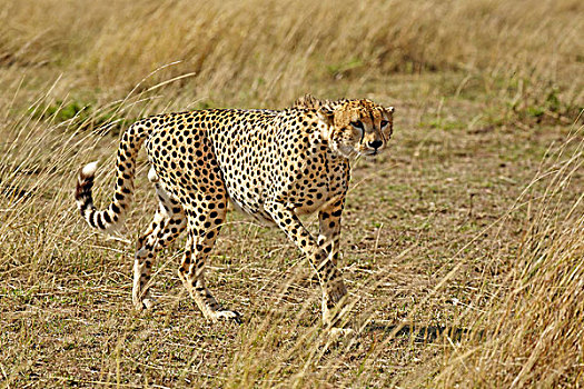 印度豹,猎豹,马塞马拉野生动物保护区,肯尼亚