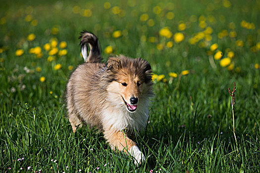 柯利犬,苏格兰,小狗,白色,跑,蒲公英,草地,萨尔茨堡,奥地利,欧洲