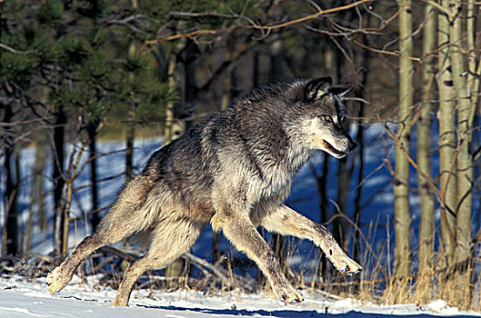 北美,灰狼,成年,跑,加拿大