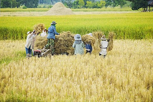 工人,稻田,清莱,省,泰国