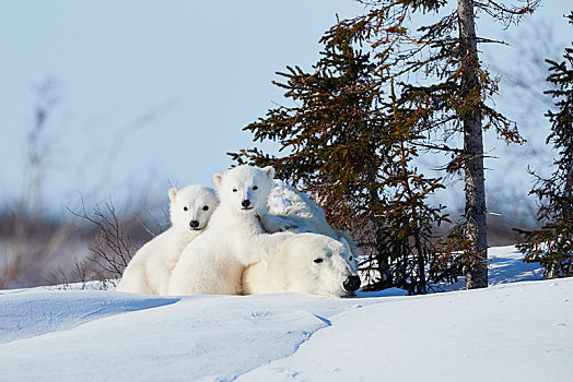 北极熊,动物,两个,新生,卧,雪地,瓦普斯克国家公园,曼尼托巴,加拿大,北美