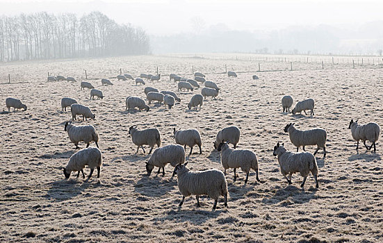 绵羊,牧群,放牧,霜,新石器时代,风车,山,靠近,威尔特,英格兰,英国