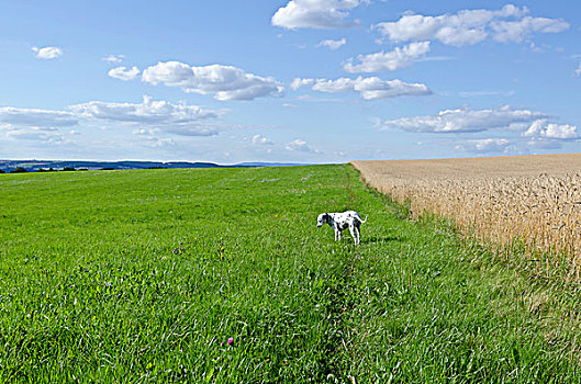 斑点狗,狗,草地,大麦,地点,靠近,纽伦堡,巴伐利亚,德国,欧洲
