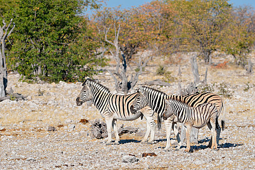 斑马,马,成年,雄性,女性,小马,石头,地面,埃托沙国家公园,纳米比亚,非洲