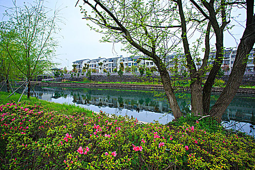 河道,草地,树木,护岸,花