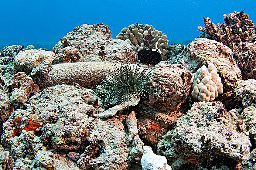 珊瑚礁,夏威夷,美国