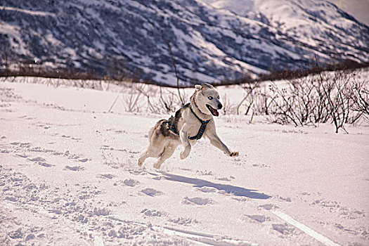 西伯利亚,哈士奇犬,穿,马具,积雪,天使长,小路,托奇那山地区,阿拉斯加,冬天