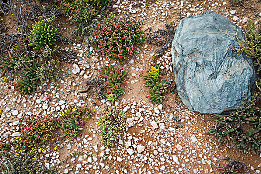多汁植物,石英,遮盖,地面,南非