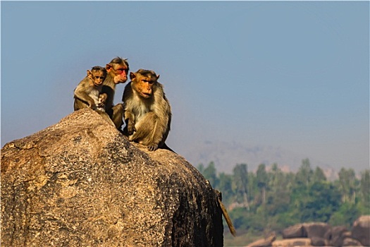 猴子,家族,山