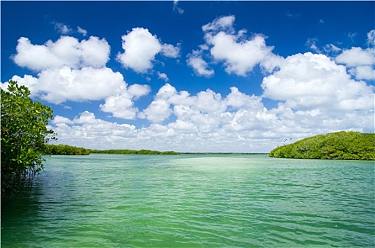 红树,海洋