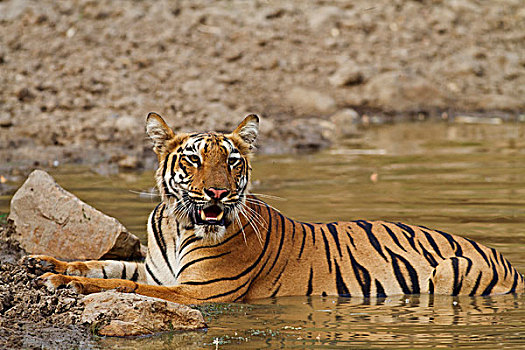 虎,自然保护区,印度