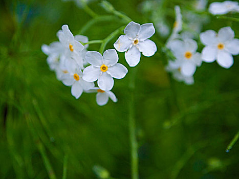 美国,密歇根,花