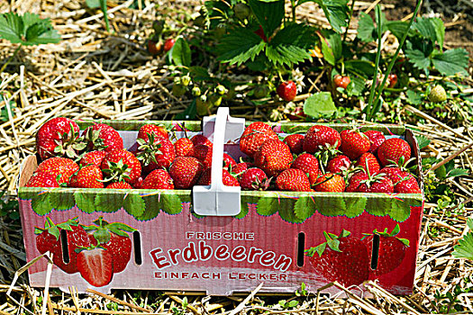 草莓,篮子,丰收