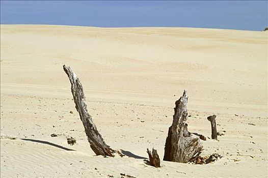 木头,沙丘,塔斯马尼亚,澳大利亚