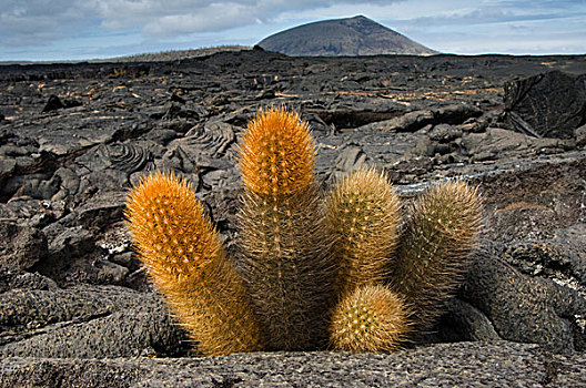 火山岩,仙人掌,干燥,灰尘,圣地亚哥,岛屿,加拉帕戈斯群岛,厄瓜多尔