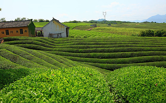 茶山,寺院,线条