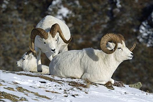 野大白羊,白大角羊,群,雪景,德纳里峰,国家公园,阿拉斯加,美国