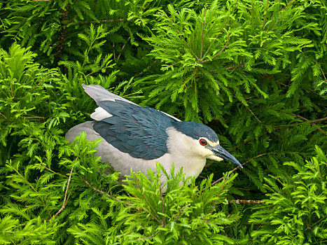 江苏东海,湿地好生态引来众多鹭鸟栖息